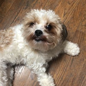 Meet your Posher, Abby